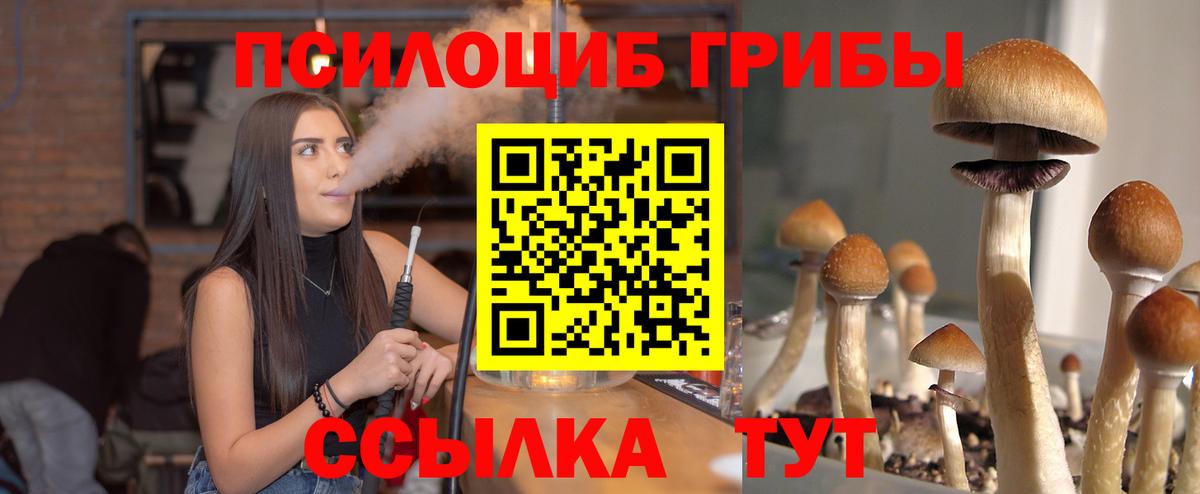 Заинск  где купить наркоту  Вход с VPN  Псилоцибиновые грибы Psilocybine cubensis 